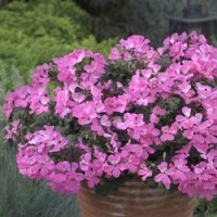 Calliope® Landscape Pink
